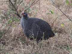 Numida meleagris reichenowi
