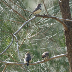 Stizoptera bichenovii