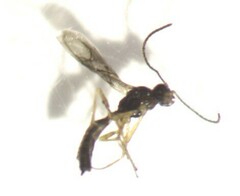 Aphidiinae