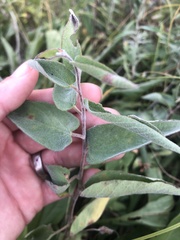 Calystegia spithamaea