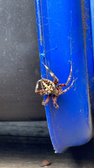 Neoscona domiciliorum