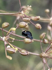 Hippodamia variegata