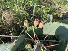 Opuntia macrorhiza