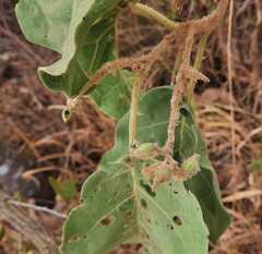 Leptostemonum