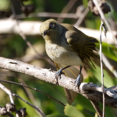 Lichmera indistincta