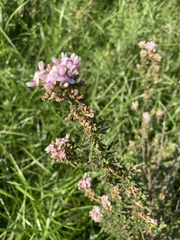 Lespedeza virginica