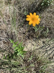 Wedelia hispida