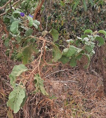 Leptostemonum