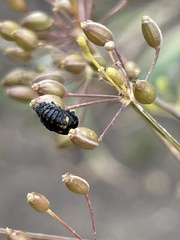 Hippodamia variegata