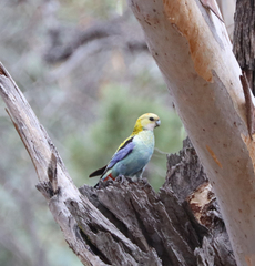 Platycercus adscitus