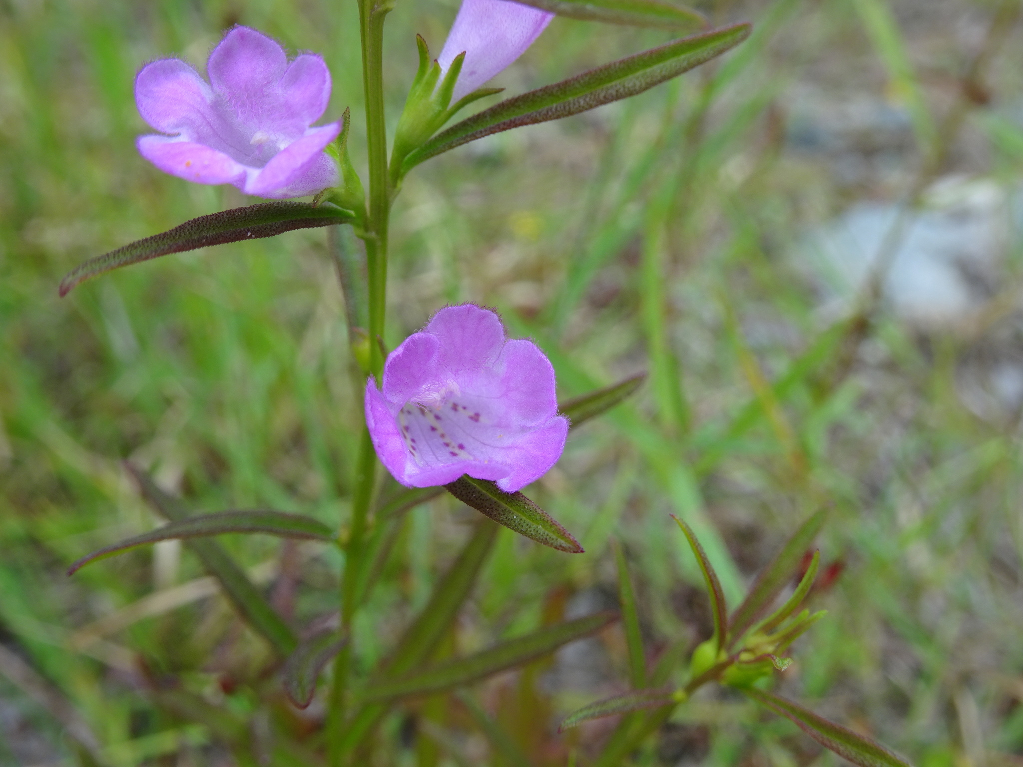 Agalinis neoscotica