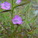 Nova Scotia False Foxglove - Photo (c) Sean Blaney, some rights reserved (CC BY-NC), uploaded by Sean Blaney