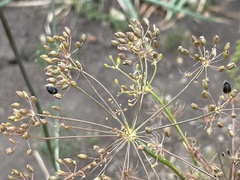 Hippodamia variegata