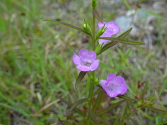 Agalinis neoscotica
