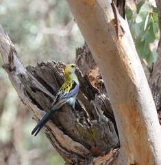Platycercus adscitus