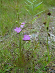 Agalinis neoscotica
