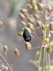 Hippodamia variegata