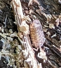 Holoverticata