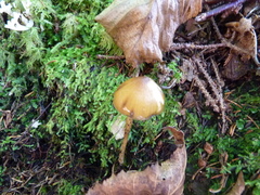 Entoloma luteum