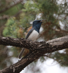Myiagra rubecula