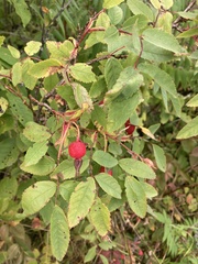 Rosa acicularis