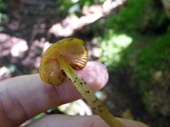 Entoloma luteum