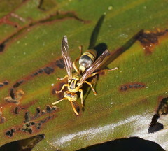 Ropalidia romandi