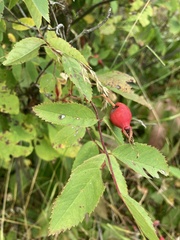 Rosa acicularis