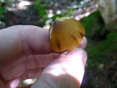 Entoloma luteum