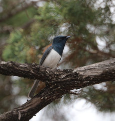 Myiagra rubecula