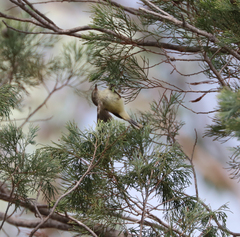 Acanthiza reguloides