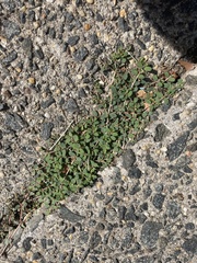 Euphorbia maculata
