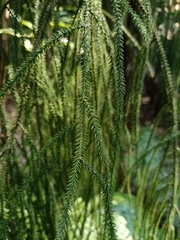 Dacrydium cupressinum