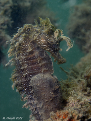 Hippocampus guttulatus