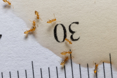 Plagiolepis alluaudi