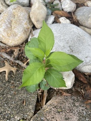 Celastrus orbiculatus