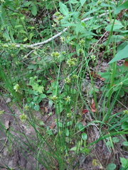 Juncus subcaudatus