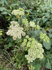 Angelica triquinata