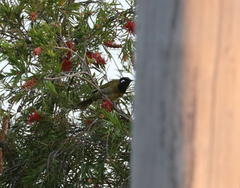 Nesoptilotis leucotis