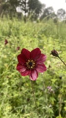Cosmos scabiosoides