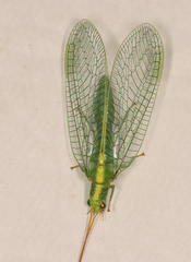 Chrysopa nigricostata
