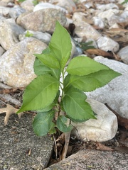 Celastrus orbiculatus