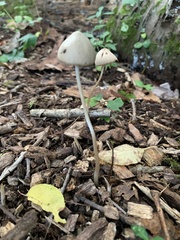 Conocybe apala