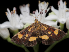 Pyrausta falcatalis