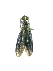 Stratiomyidae
