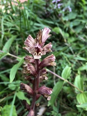 Orobanche alba