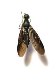 Stratiomyidae