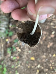 Conocybe apala