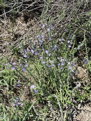 Verbena canescens