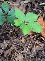 Parthenocissus quinquefolia